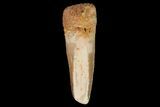 Bargain, Spinosaurus Tooth - Real Dinosaur Tooth #67395-1